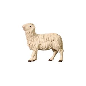 Sheep looking left