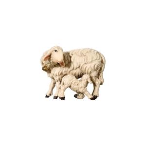 Sheep with lamb sucking
