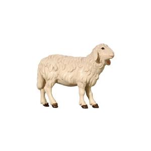 Sheep standing