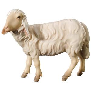 Pecora in piedi a destra