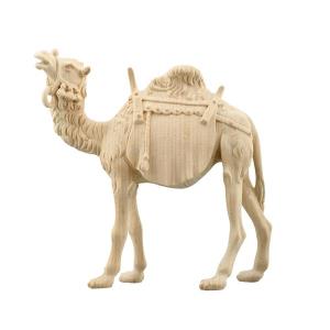 ZI Camel