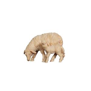 ZI Pecora mangiando con agnello