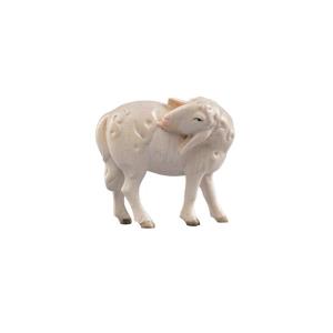 LI Sheep lecking from 01_04_2024
