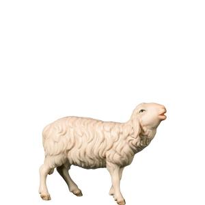 H-Bleating sheep