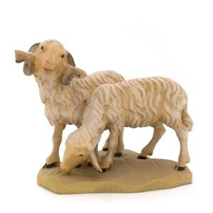 Ram with Sheep