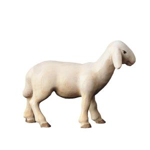 Sheep standing "M"