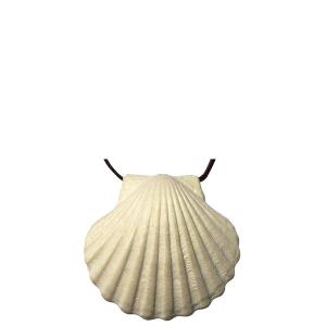 Scallop