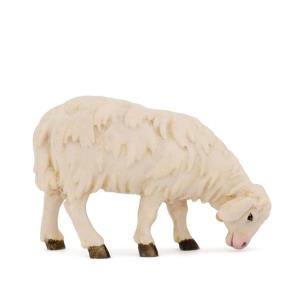 Pecora nuova mangiante