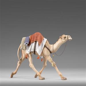 Running Dromedary for kings