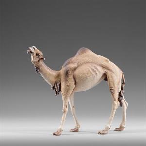 Dromedario testa alta