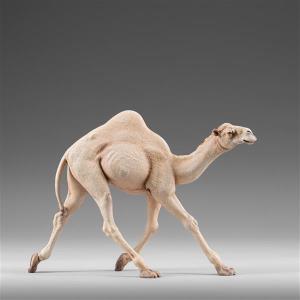 Running Dromedary