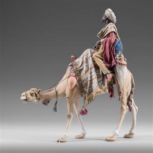 King moor on dromedary