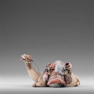 Dromedary lying for King