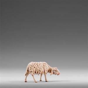 Pecora che guarda a destra