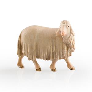 Pecora che guarda indietro