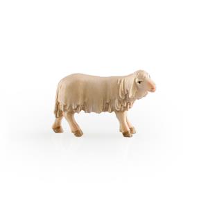 Agnello con capo verso sinistra