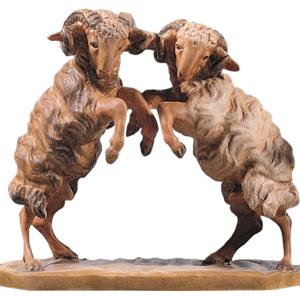 Pair of rams fighting