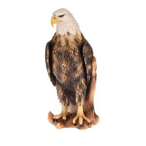 white head eagle