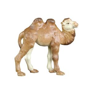 Camel Baby