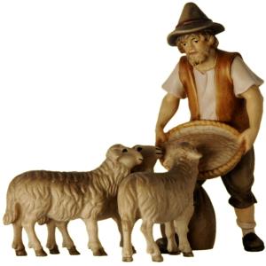 Shepherd feeding three sheep