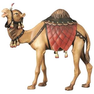 Camel