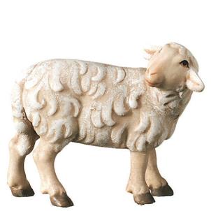 Pecora in piedi che guarda all `indietro