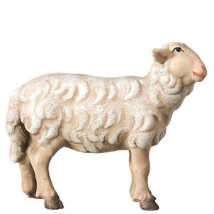 Pecora in piedi che guarda a destra