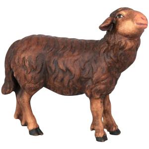 Pecora nera in piedi