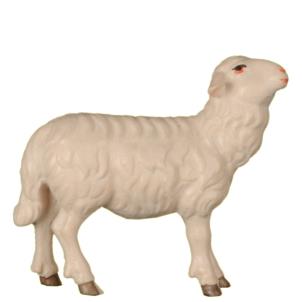 Pecora per Pastore - dritta