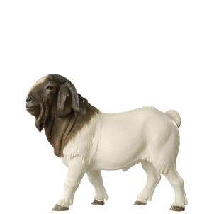 Billy Boer goat