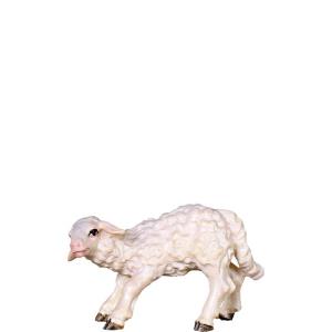 Agnello poppante D.K.