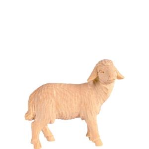 Sheep standing T.K.