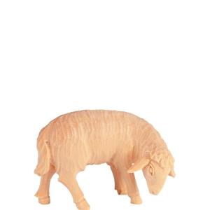 Pecora pascolante T.K.