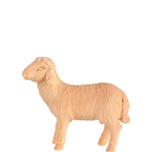 Pecora che cammina T.K.