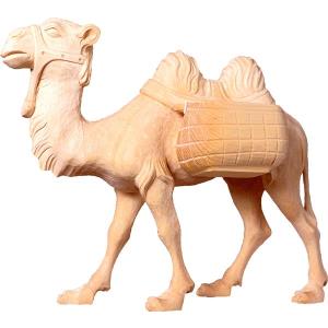Camel T.K.