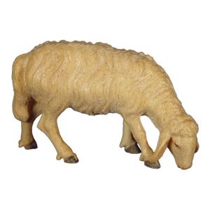 Pecora brucante sinistra