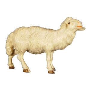 Sheep standing upright
