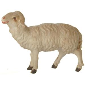 Sheep standing upright