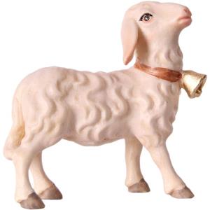 Sheep with bell