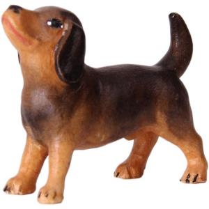 Dachshund