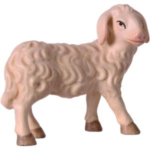 Pecora che guarda OTTO