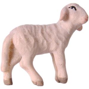 Agnello sinistro OTTO