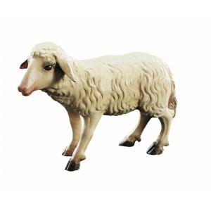 Standing sheep