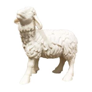 Standing sheep