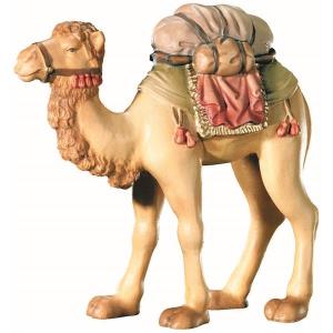 Camel