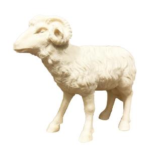 Ram