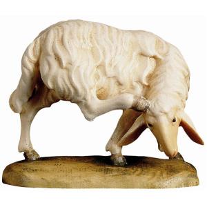 Pecora - testa indietro