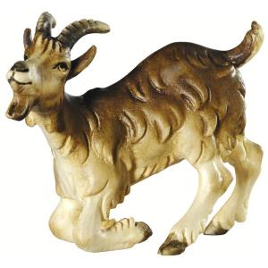 Capra in ginocchio