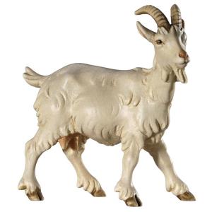 Capra - testa a destra