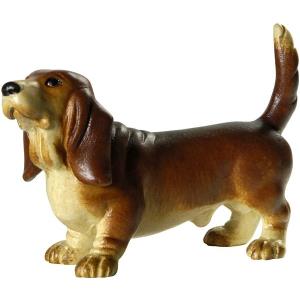 Basset hound